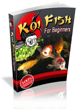 starting the koi fish hobby