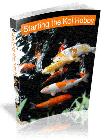 Koi fish ebook cover image