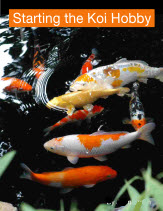 ebook cover image