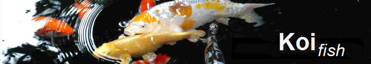 Koi fish header image